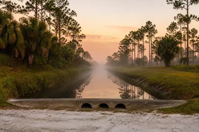 Mist over a straight drainage canal at dawn with cabbage palms and slash pines along the bank
