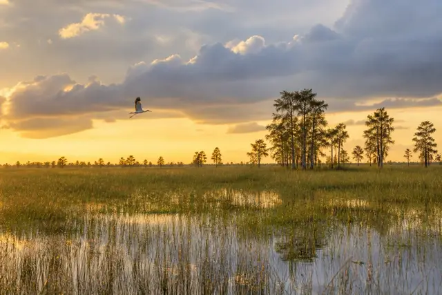 Sawgrass and scattered cypress on Everglades-fringe wet prairie at golden hour