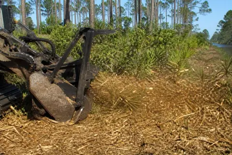Drum mulcher head grinding through a saw palmetto thicket with slash pines left standing behind